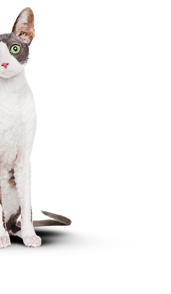 cat-right